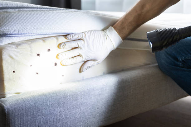 Best Pest Removal Services  in Huntington, TX
