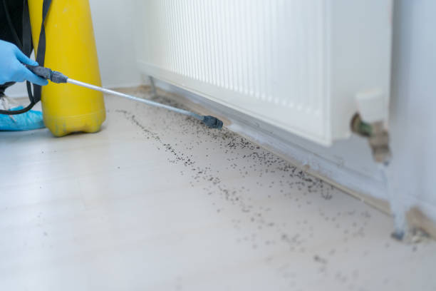 Wasp Removal Services in Huntington, TX